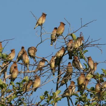 Cedar Waxwing Facts, Habitat, Diet, Life Cycle, Baby, Pictures