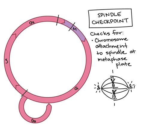 Cell Cycle Checkpoints Graph