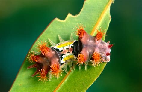 Meet the venomous mottled cup moth caterpillar - Australian Geographic