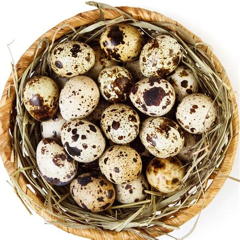 Quail Eggs Archives - Fertile Hatching Eggs for Sale