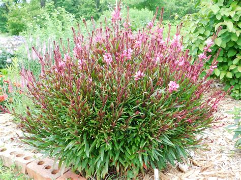 Oenothera lindheimeri 'Belleza' (Belleza® Gaura, Guara) | North ...