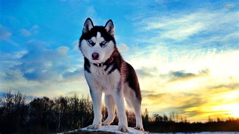 Siberian Husky Dog Wallpapers - Top Free Siberian Husky Dog Backgrounds ...