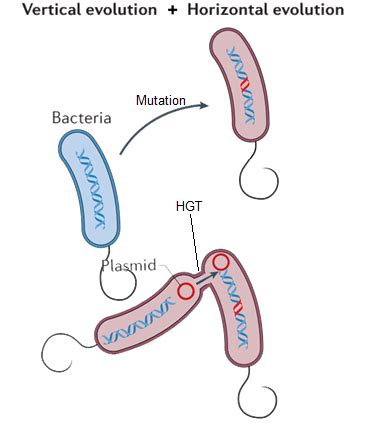 How do antibiotic resistance genes and mutations get along ...