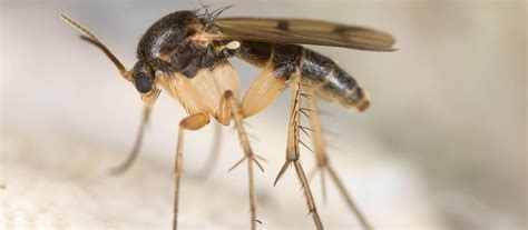 How to Get Rid of Gnats in Plants and Houseplants - PestSeek