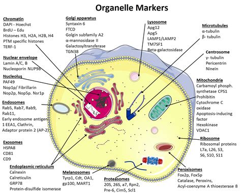 Plant Cell Diagram And Functions Of Organelles Plant Cell St