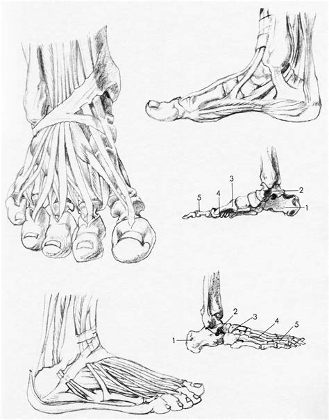 How to Draw the Foot : Drawing Feet and the Anatomy of them Reference ...