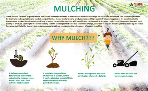 Organic Mulching | Complete guide | Types of Padding and Advantages ...