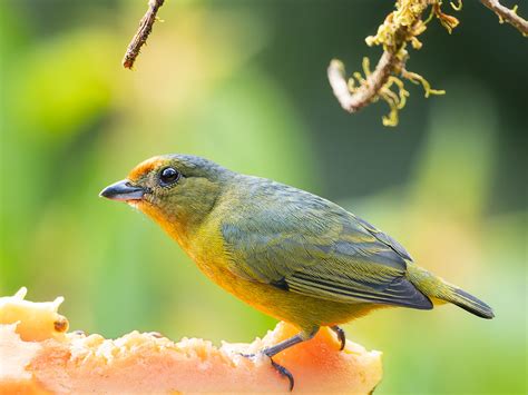 Spot-crowned Euphonia (F)-.jpg | Female Spot-crowned Euphoni… | Flickr