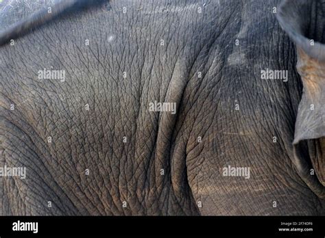 closeup of elephant skin as animal background Stock Photo - Alamy