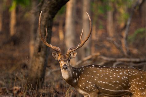 Chital antlers - a photo on Flickriver