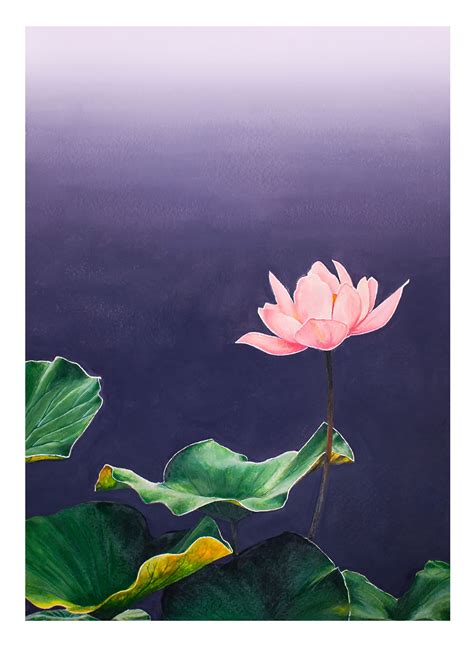 Watercolor Lotus, Lotus Painting, Watercolor Beginner, Lily Painting ...