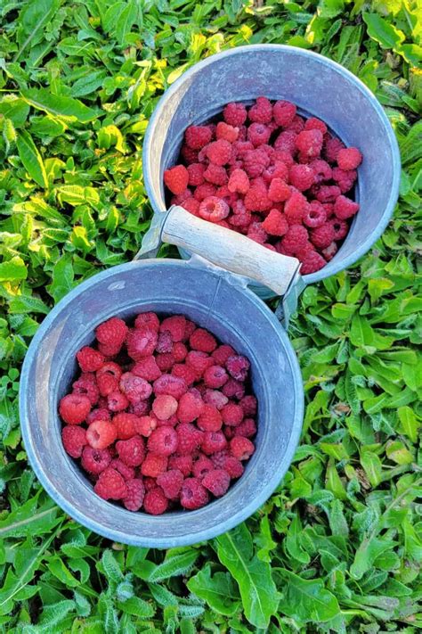 Raspberry Cupcake Recipe - Homespun Seasonal Living