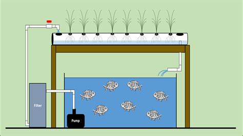 Aquaponics: System Layout and Components | Land-Grant Press