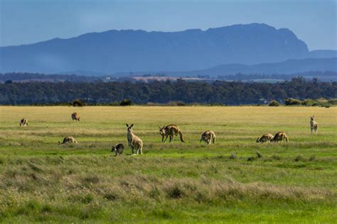 Best Places to See Wildlife in Tasmania | Happiest Outdoors