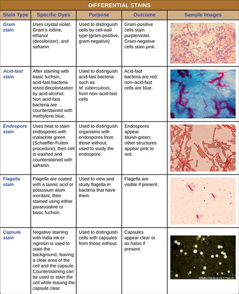 1.10: Gram Stain - Biology LibreTexts