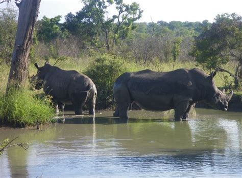 The effects of poaching on rhino herd dynamics - Africa Geographic