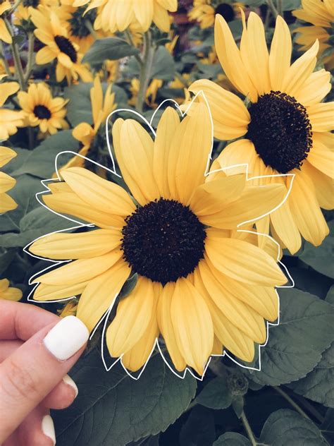 VSCO - maddiewill23 | Flower aesthetic, Shades of yellow color, Yellow ...