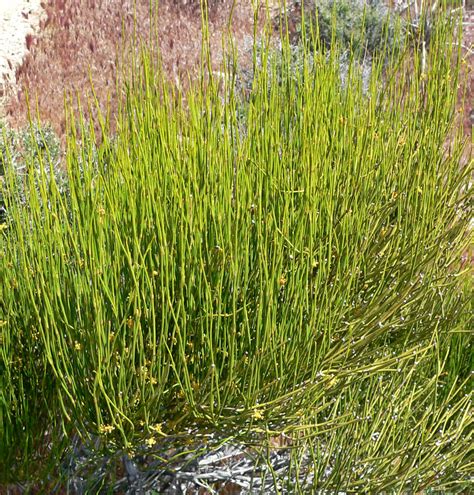 Ephedra Viridis seeds | World Seed Supply