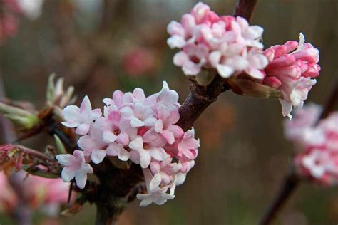 Viburnum x bodnantense 'Dawn' - BBC Gardeners World Magazine