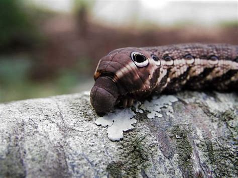 Caterpillar Identification | Owlcation