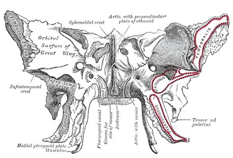 Pterygoid hamulus - Wikipedia