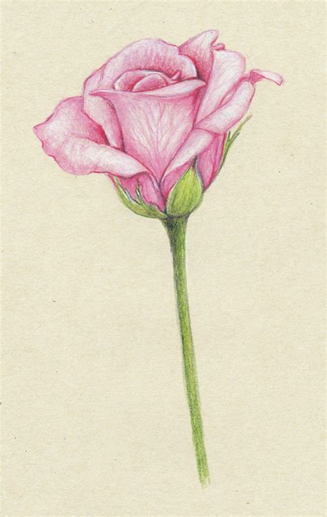 Drawings: ...pink roses... | Beautiful flower drawings, Flower drawing ...