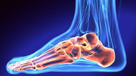 Human Foot Anatomy Illustration 3d Render Stock Photo - Download Image ...