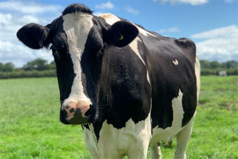 Holstein Friesian Cattle