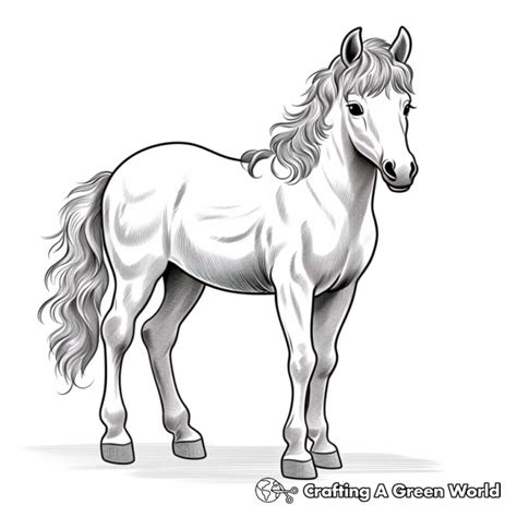 Miniature Horse Coloring Pages - Free & Printable!