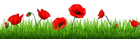 Poppy clipart copyright free, Poppy copyright free Transparent FREE for ...