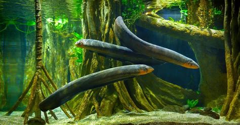 Electric Eel - A-Z Animals