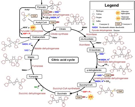 Ciclo De Krebs Map Citric Acid Cycle Metabolism Location Map Maps ...