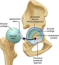 Femoroacetabular Impingement (FAI) | Spine Specialist