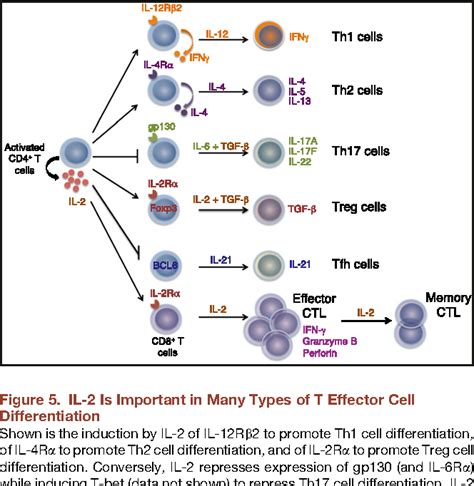 Figure 4 from Interleukin-2 at the crossroads of effector responses ...