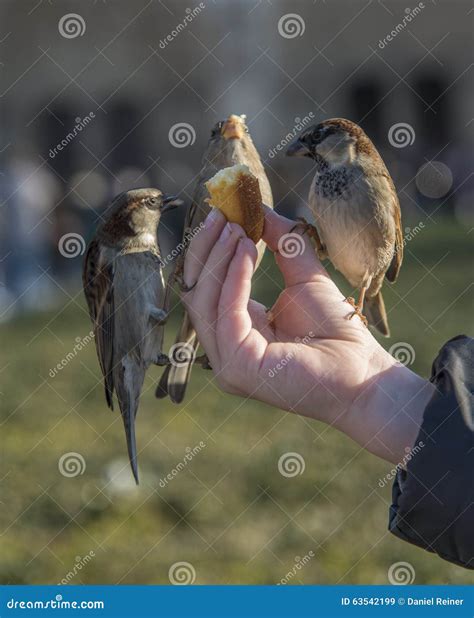 Birds Eating from Child S Hand Stock Image - Image of animal, bread ...