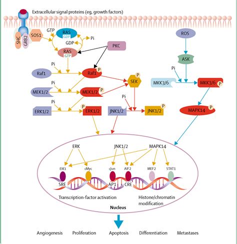 Activation Of Mapk Signaling Pathway Is Essential For Id Induced | The ...