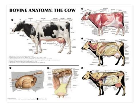 Buy Bovine Anatomy Chart Cow Online at desertcartUAE