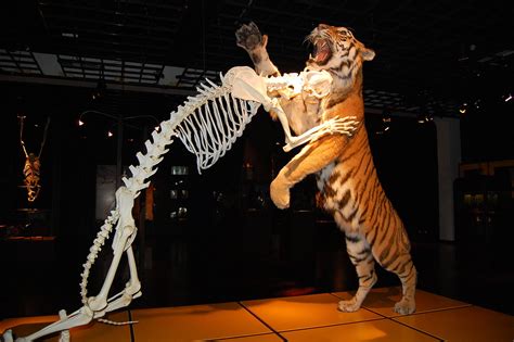 Tiger - Skeleton vs flesh | Picture of dissected animal in N… | Flickr