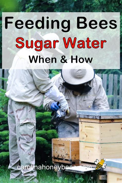 Feeding Bees Sugar Water- A Complete Guide - Carolina Honeybees ...