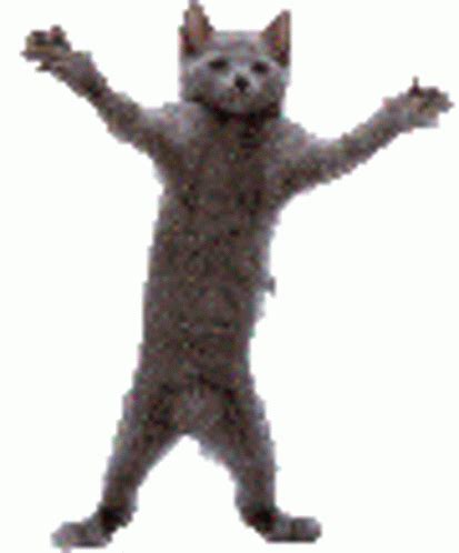 Dancing Cat Gif, Dancing Animated Gif, Gif Dance, Cute Cat Gif, Cute ...