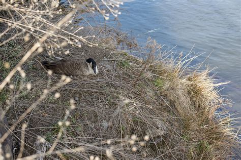 Canada goose on nest, Holyoke canal | The Birds Downtown