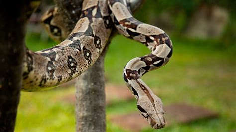 Boa Constrictor | Animals Wiki | Fandom