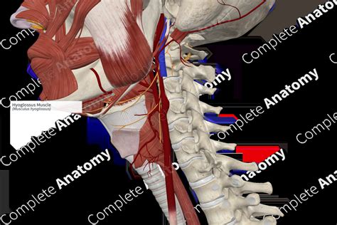 Hyoglossus Muscle | Complete Anatomy