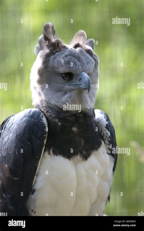 Harpy Eagle, Eagle, rainforest eagle Stock Photo - Alamy