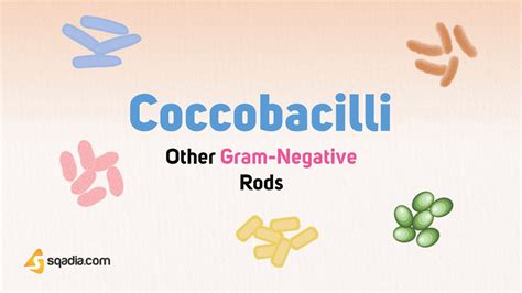 Other Gram-Negative Bacteria - Coccobacilli