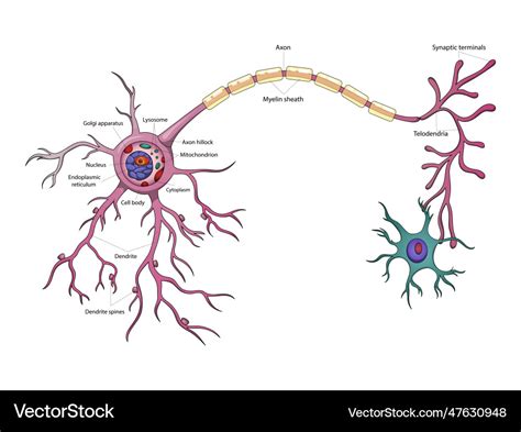 Neuron structure diagram medical science Vector Image