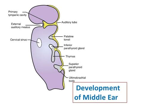 Development of the Ear - Overall Science