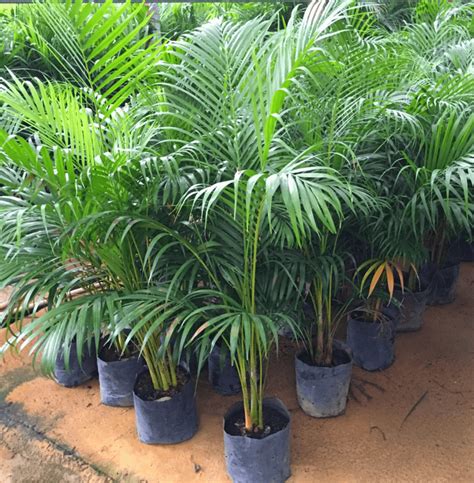 Areca Palm Seeds — Farmers Stop