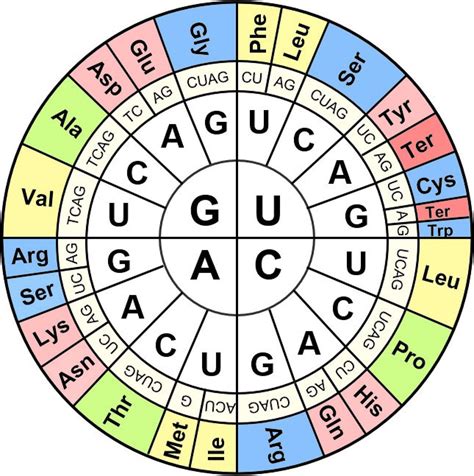 [Solved] Using the codon chart, determine both the mRNA and amino acid ...