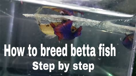 How to breed betta fish Step by step | More Detailed Easy Way Of ...